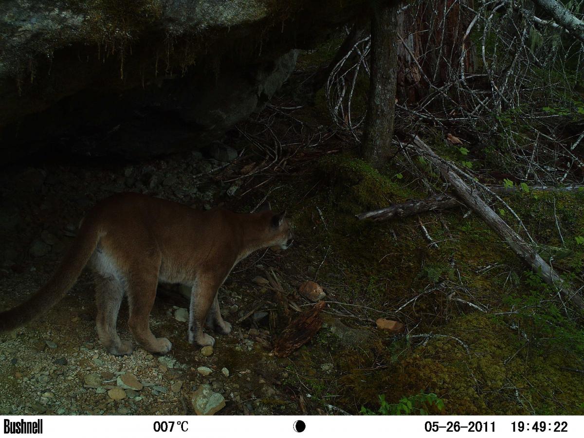 cougar